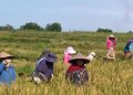 Luas Panen dan Produksi Padi Bengkulu 2025 Turun, BPS Prediksi Naik Awal 2026