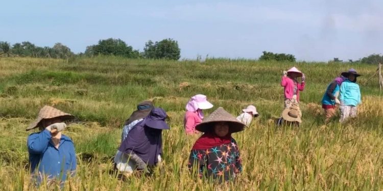 Luas Panen dan Produksi Padi Bengkulu 2025 Turun, BPS Prediksi Naik Awal 2026
