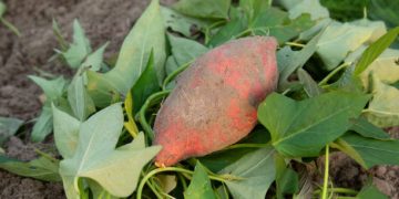 Tak Terhingga, Ini 6 Manfaat Daun Ubi Jalar untuk Kesehatan Ibu Hamil, Sebagai Sumber Folat