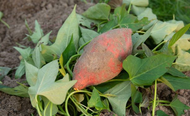 Tak Terhingga, Ini 6 Manfaat Daun Ubi Jalar untuk Kesehatan Ibu Hamil, Sebagai Sumber Folat