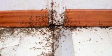 Diketahui 6 Hewan Ini Dilarang Dibunuh dalam Islam, Ada Semut hingga Katak