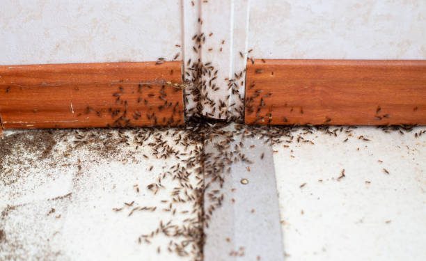 Diketahui 6 Hewan Ini Dilarang Dibunuh dalam Islam, Ada Semut hingga Katak