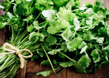 Ternyata Ini 5 Manfaat Daun Ketumbar untuk Kesehatan, Bisa Turunkan Gula Darah