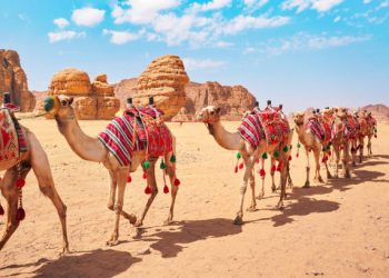 Gak Habis Ide, Saudi Terapkan Paspor Digital untuk Unta, Atur Data hingga Perdagangan Ternak