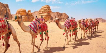 Gak Habis Ide, Saudi Terapkan Paspor Digital untuk Unta, Atur Data hingga Perdagangan Ternak