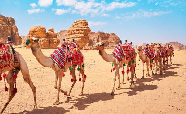 Gak Habis Ide, Saudi Terapkan Paspor Digital untuk Unta, Atur Data hingga Perdagangan Ternak