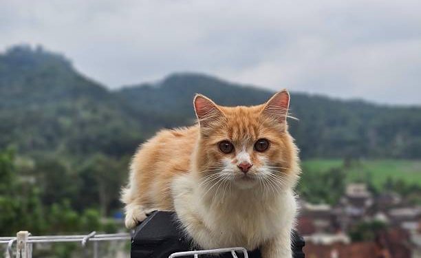 Ternyata Ini Alasan Istimewa Kucing Jadi Hewan Kesayangan Rasulullah SAW, CEK!