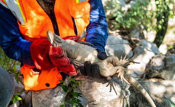 Cuaca Ekstrem di Florida, Iguana Membeku dan Jatuh dari Pepohonan Tinggi