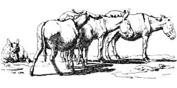 Buang Rasa Penasaranmu, Inilah 10 Hewan yang Dijanjikan Akan Masuk Surga Allah SWT