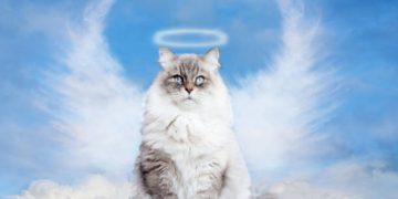 Benarkah Kucing Tidak Akan Masuk Surga, Tapi Bisa Membuat Orang Masuk Neraka? Ini Jawabannya!