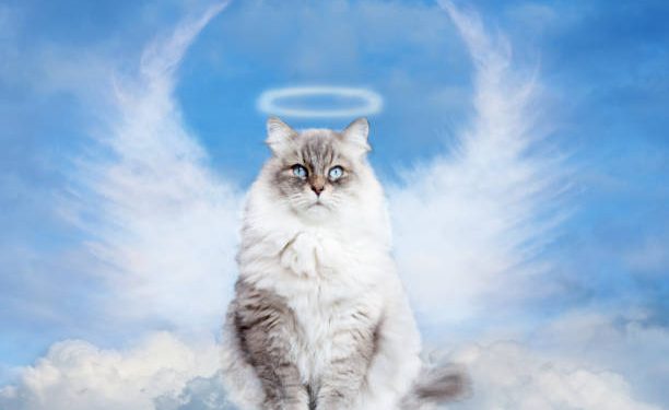 Benarkah Kucing Tidak Akan Masuk Surga, Tapi Bisa Membuat Orang Masuk Neraka? Ini Jawabannya!