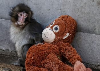 Bayi Monyet di Jepang Jadi Simbol Kesepian, Ini Deretan Keunikan Spesies Macaca