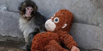 Bayi Monyet di Jepang Jadi Simbol Kesepian, Ini Deretan Keunikan Spesies Macaca