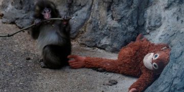 Efek Viral Punch, Kebun Binatang Ichikawa Diserbu Wisatawan