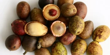 Mau Kulit Wajah Cerah Layaknya Artis Korea? Yuk Gunakan Buah Matoa, Ini Manfaatnya!