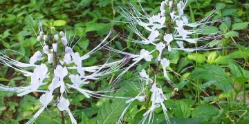 Kilas Balik Ragam Fakta Unik Tanaman Kumis Kucing, Cek!