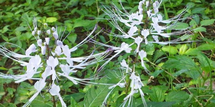Kilas Balik Ragam Fakta Unik Tanaman Kumis Kucing, Cek!