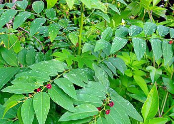 Suka Makan Sayur Katuk? Ternyata Ini 5 Manfaatnya untuk Kesehatan Tubuh, Cek!
