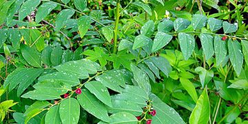 Suka Makan Sayur Katuk? Ternyata Ini 5 Manfaatnya untuk Kesehatan Tubuh, Cek!