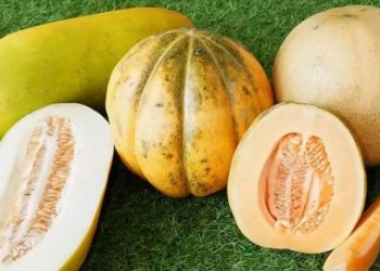 Ragam Efek Samping Konsumsi Buah Blewah Berlebihan, Pencernaan Terganggu