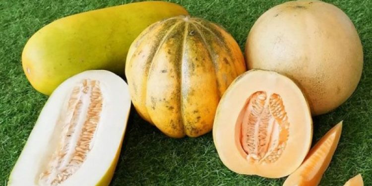 Ragam Efek Samping Konsumsi Buah Blewah Berlebihan, Pencernaan Terganggu