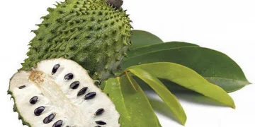 Cek Disini 6 Manfaat Buah Sirsak untuk Kecantikan Kulit, Langkah Tepat Awet Muda