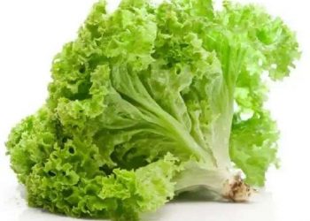 Tinggi Kandungan Air, Cek Disini 6 Manfaat Selada untuk Kesehatan