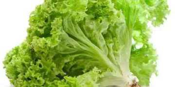 Tinggi Kandungan Air, Cek Disini 6 Manfaat Selada untuk Kesehatan