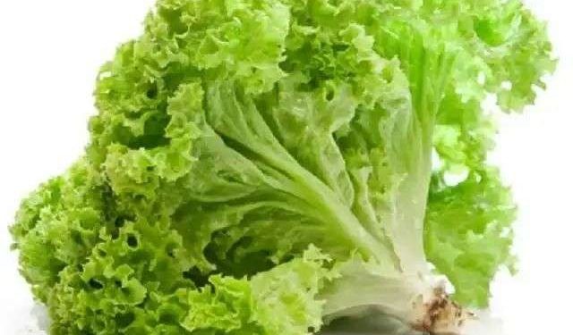 Tinggi Kandungan Air, Cek Disini 6 Manfaat Selada untuk Kesehatan