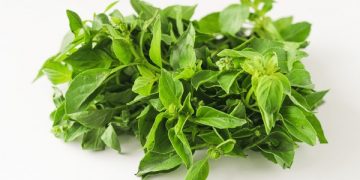 Inilah Sederet Efek Samping Mengonsumsi Daun Kemangi Berlebihan, Bikin Kesehatan Menurun