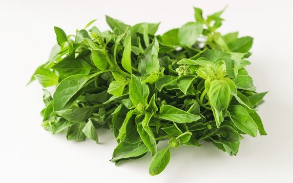 Inilah Sederet Efek Samping Mengonsumsi Daun Kemangi Berlebihan, Bikin Kesehatan Menurun