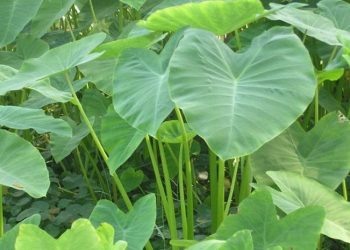 Jangan Jadikan Lalapan, Inilah 4 Efek Samping Daun Talas Bagi Kesehatan