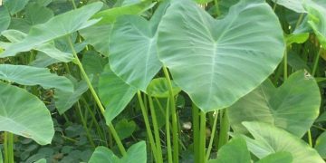 Jangan Jadikan Lalapan, Inilah 4 Efek Samping Daun Talas Bagi Kesehatan