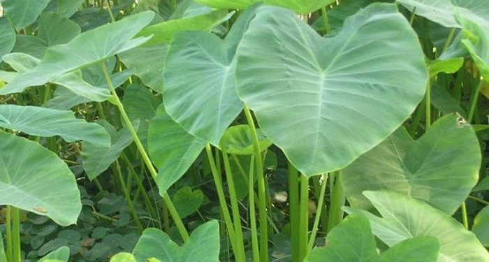 Jangan Jadikan Lalapan, Inilah 4 Efek Samping Daun Talas Bagi Kesehatan