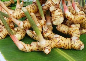 Serupa Tapi Tak Sama, Ini Dia Jenis Lengkuas dengan Kegunaan yang Berbeda