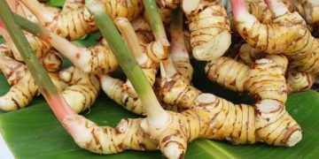 Serupa Tapi Tak Sama, Ini Dia Jenis Lengkuas dengan Kegunaan yang Berbeda