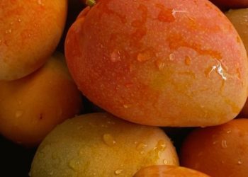 Jarang Disadari, Ini 7 Manfaat Buah Mangga untuk Kesehatan, Baik bagi Daya Tahan Tubuh