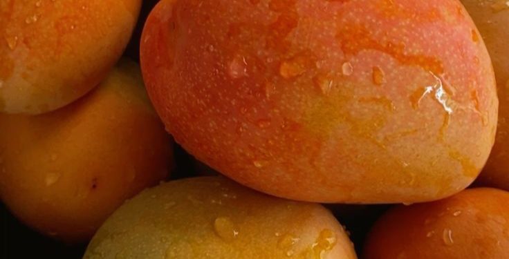 Jarang Disadari, Ini 7 Manfaat Buah Mangga untuk Kesehatan, Baik bagi Daya Tahan Tubuh