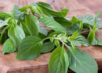 Cek Manfaat Konsumsi Daun Kemangi untuk Kesehatan Tubuh, Ampuh Menjaga Pencernaan