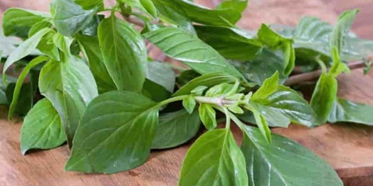 Cek Manfaat Konsumsi Daun Kemangi untuk Kesehatan Tubuh, Ampuh Menjaga Pencernaan