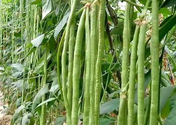 Ini Fakta Menarik Kacang Panjang yang Jarang Diketahui, Ternyata Bukan Sekadar Lalapan Biasa