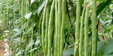 Ini Fakta Menarik Kacang Panjang yang Jarang Diketahui, Ternyata Bukan Sekadar Lalapan Biasa