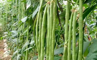 Ini Fakta Menarik Kacang Panjang yang Jarang Diketahui, Ternyata Bukan Sekadar Lalapan Biasa