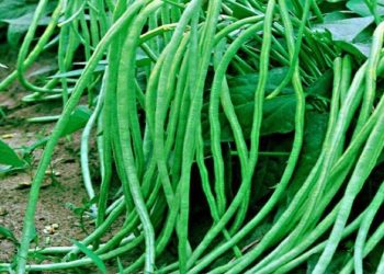 Cek di Sini! Manfaat Kacang Panjang untuk Kesehatan Tubuh yang Perlu Diketahui, Murah tapi Kaya Nutrisi