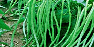 Cek di Sini! Manfaat Kacang Panjang untuk Kesehatan Tubuh yang Perlu Diketahui, Murah tapi Kaya Nutrisi