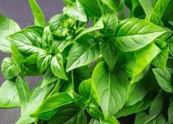 Ini Efek Samping Konsumsi Daun Kemangi Berlebihan, Hati-hati Bisa Memicu Alergi