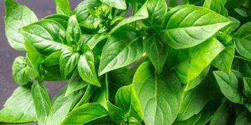 Ini Efek Samping Konsumsi Daun Kemangi Berlebihan, Hati-hati Bisa Memicu Alergi