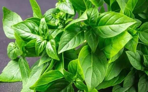 Ini Efek Samping Konsumsi Daun Kemangi Berlebihan, Hati-hati Bisa Memicu Alergi