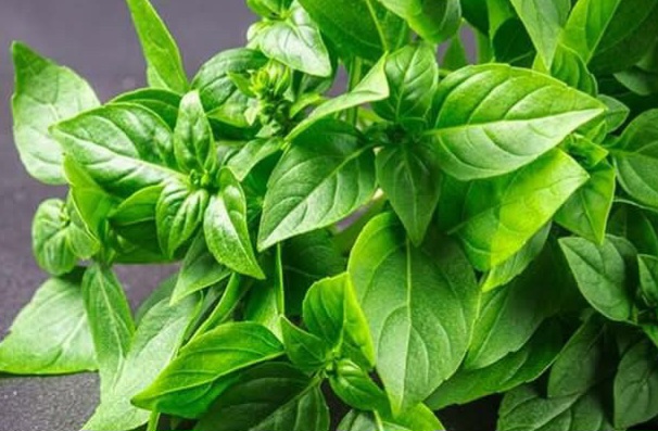 Ini Efek Samping Konsumsi Daun Kemangi Berlebihan, Hati-hati Bisa Memicu Alergi