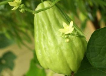 Tidak Hanya Baik untuk Pencernaan, Ini Manfaat Lain Labu Siam untuk Kesehatan, Jarang Diketahui